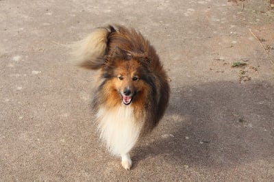 Étalon Shetland Sheepdog - Rocky (Sans Affixe)