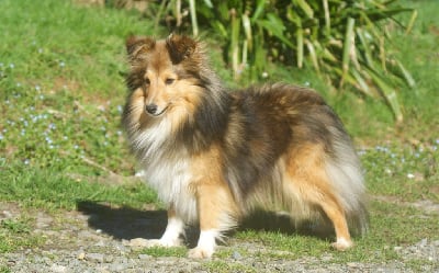 Étalon Shetland Sheepdog - Twin flame love Du Domaine De L'harmonie