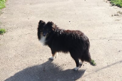 Étalon Shetland Sheepdog - Kinder (Sans Affixe)