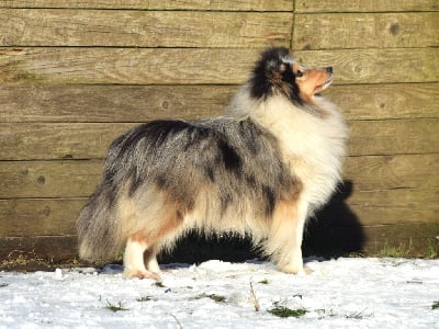 Étalon Shetland Sheepdog - Victoria secret blue Van't Nevelse