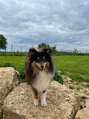 Étalon Shetland Sheepdog - Tino brun Des Shelties De La Rose