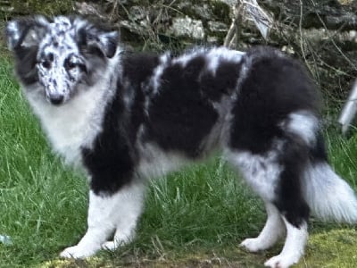 Étalon Shetland Sheepdog - Ully dite izis blue (Sans Affixe)