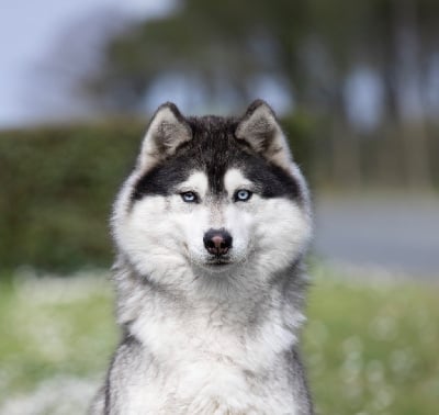 Étalon Siberian Husky - Sakura (Sans Affixe)