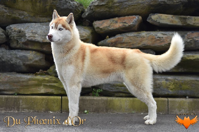 Étalon Siberian Husky - Ultrared shine Du Phoenix D'Or
