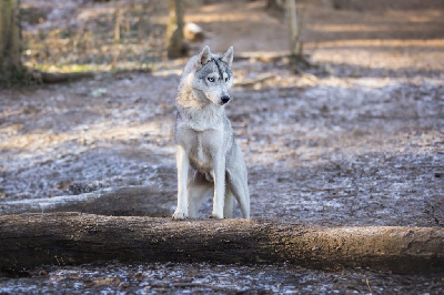 Étalon Siberian Husky - Toundra Of Forest's Little Wolf