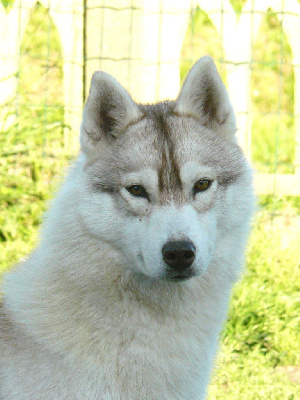 Étalon Siberian Husky - Sansa Of Wolf's Sun