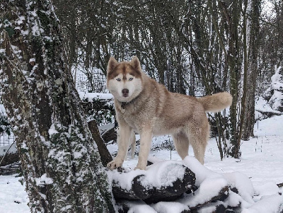 Étalon Siberian Husky - Ohana Des Loups Des Pyrenees