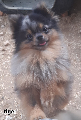 Étalon Spitz allemand - Tiger blu Da Fonte De Charmois