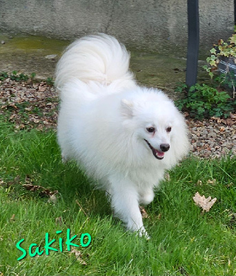 Étalon Spitz japonais - Sakiko des joyeux dahus