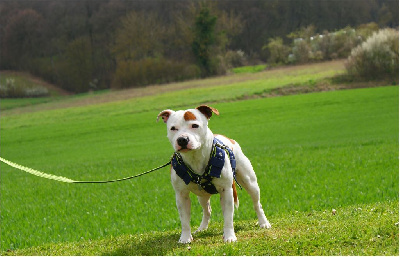 Étalon Staffordshire Bull Terrier - Red red white des vallées du grand nord