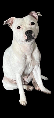 Étalon Staffordshire Bull Terrier - Tvaddictniagaraultravision de Fambuena Didaho