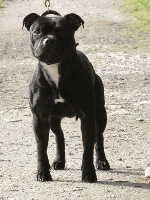 Étalon Staffordshire Bull Terrier - The french kiss Victorious Shadow Gang