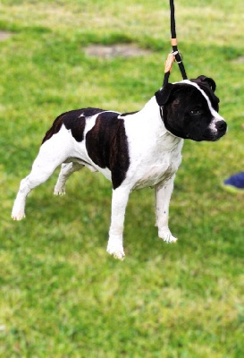 Étalon Staffordshire Bull Terrier - Killy'rena Upper-cute