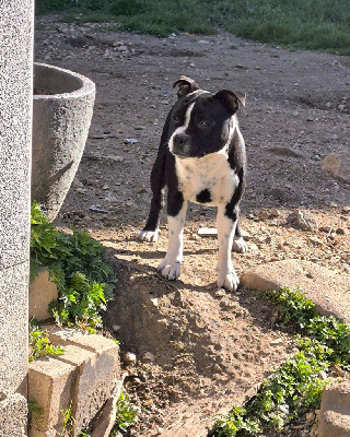 Étalon Staffordshire Bull Terrier - Una unlimited beauty Du Castel Des Petits Coeurs