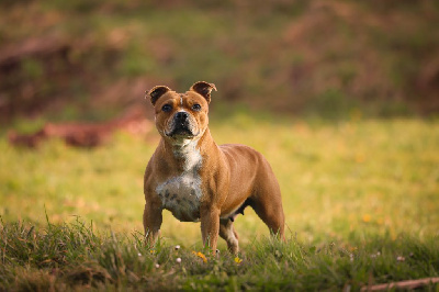 Étalon Staffordshire Bull Terrier - Reglisse just world blackbull diamonds