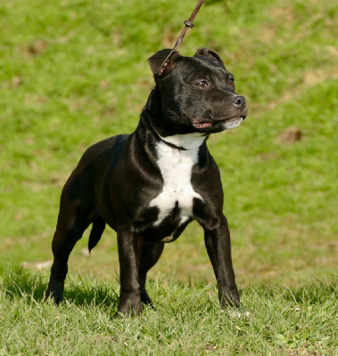Étalon Staffordshire Bull Terrier - Marvel World Dog Une valkyrie