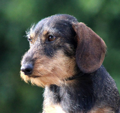 Étalon Teckel poil dur - Toinette de l'air salin