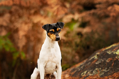 Étalon Terrier Bresilien - Doris day do jardim imbui