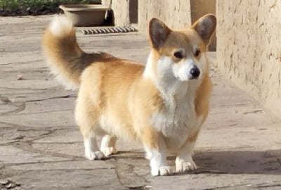 Étalon Welsh Corgi Pembroke - Opus Grande Targaryen rhaenyra