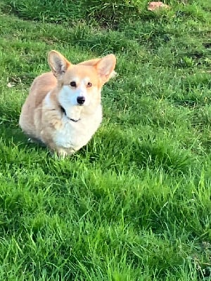 Étalon Welsh Corgi Pembroke - Simone Du Domaine Brunemont