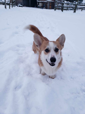 Étalon Welsh Corgi Pembroke - born to be Your dancing star at tommyknockers