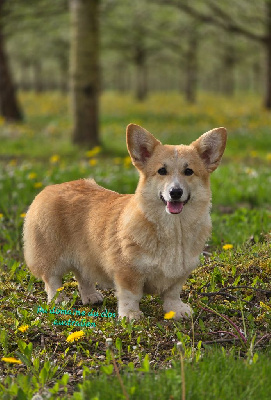 Étalon Welsh Corgi Pembroke - Utha kingdom of margail