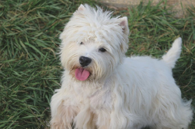 Étalon West Highland White Terrier - Teddy bear De La Douce Source