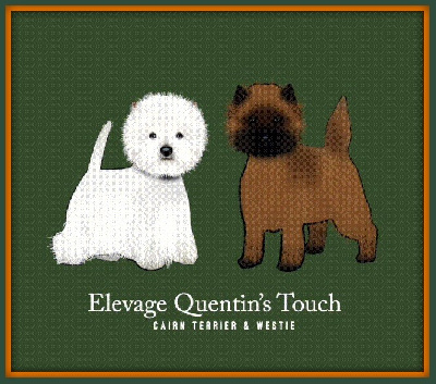 Étalon West Highland White Terrier - Suis moi ou fuis moi des vallées de la Rocha