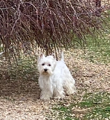 Étalon West Highland White Terrier - White white west Raya