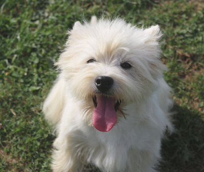 Étalon West Highland White Terrier - Tris Des coeurs d'alène