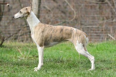 Étalon Whippet - The first lady Of Royal Fragrance