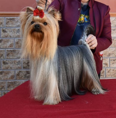 Étalon Yorkshire Terrier - Horfeo's Vanitas vanitatis