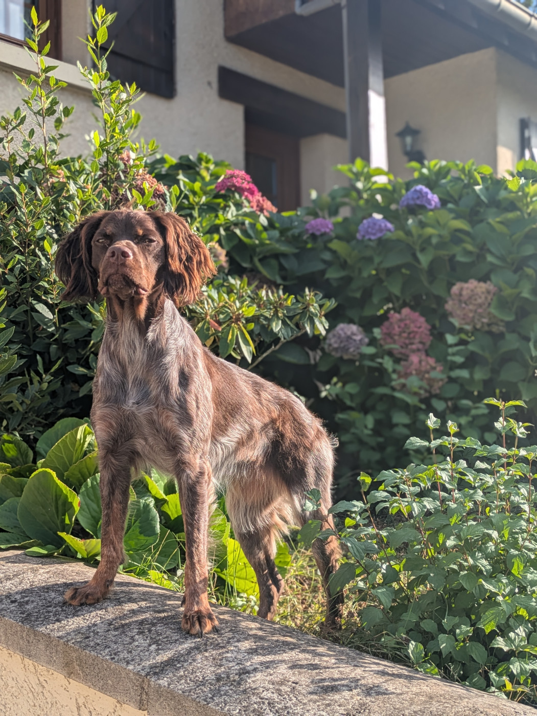 Publication : Du Petit Bois De Royka