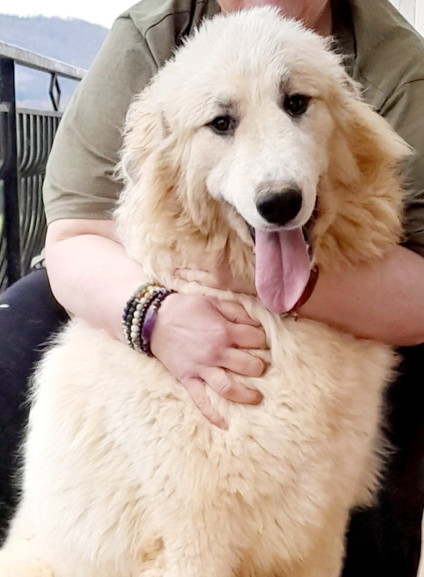 Publication : De L'Ange Des Vosges Du Nord Auteur : MARIES