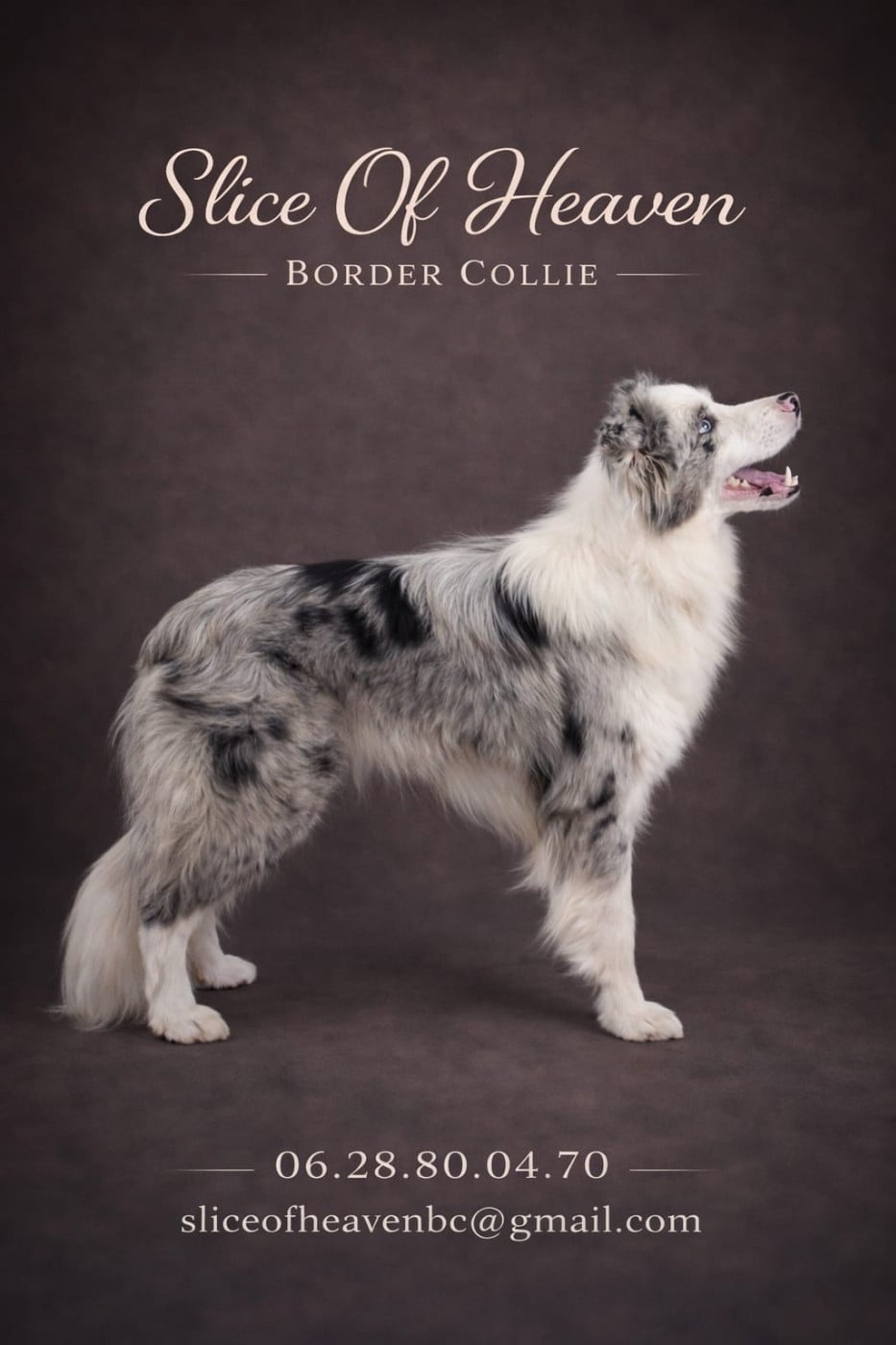 Publication : Slice Of Heaven