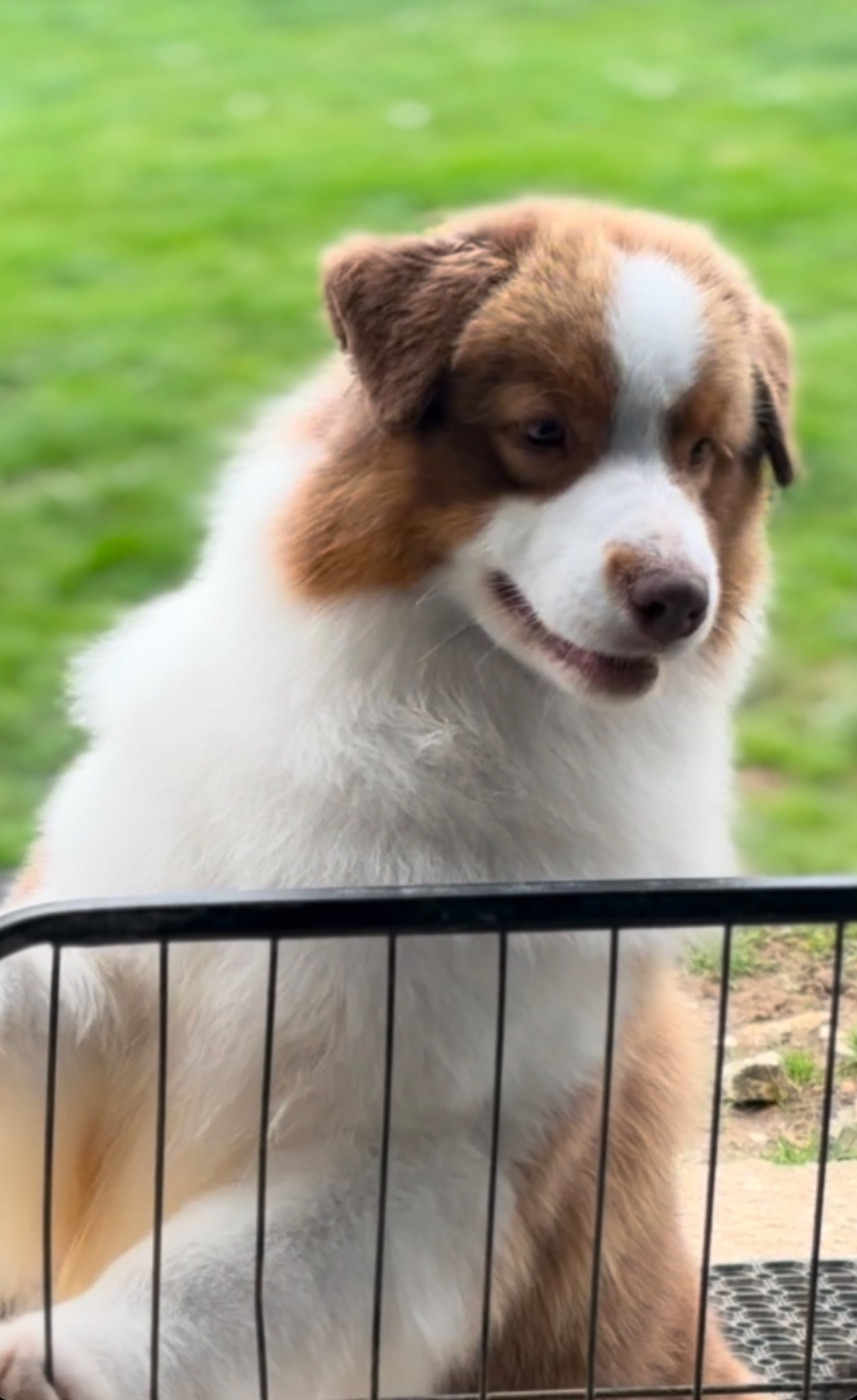 The sweetest taboo De L'Aussie Happy