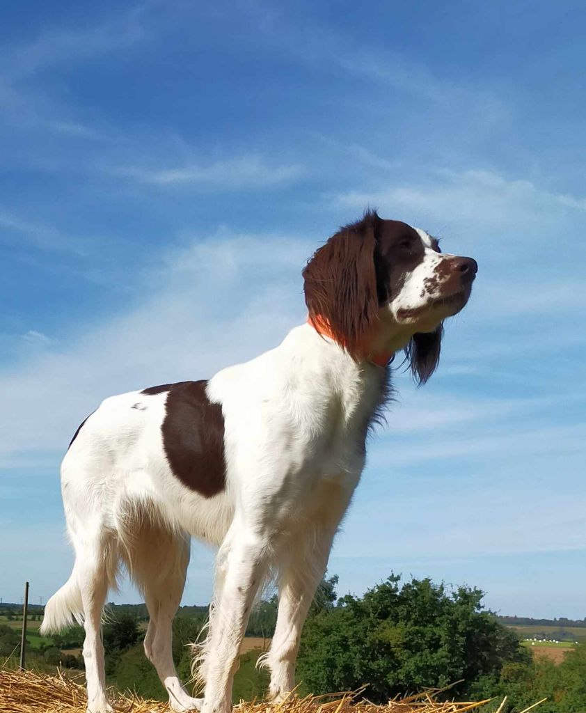 Publication : Du Pleinghen 