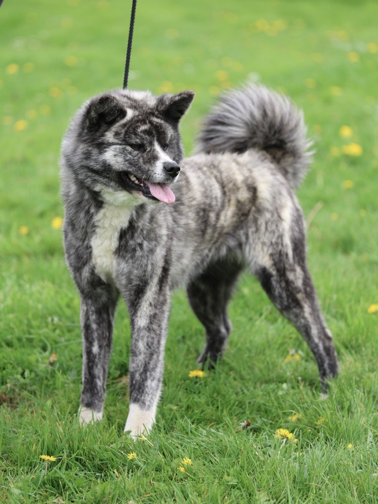 Publication : Nippon'ai 