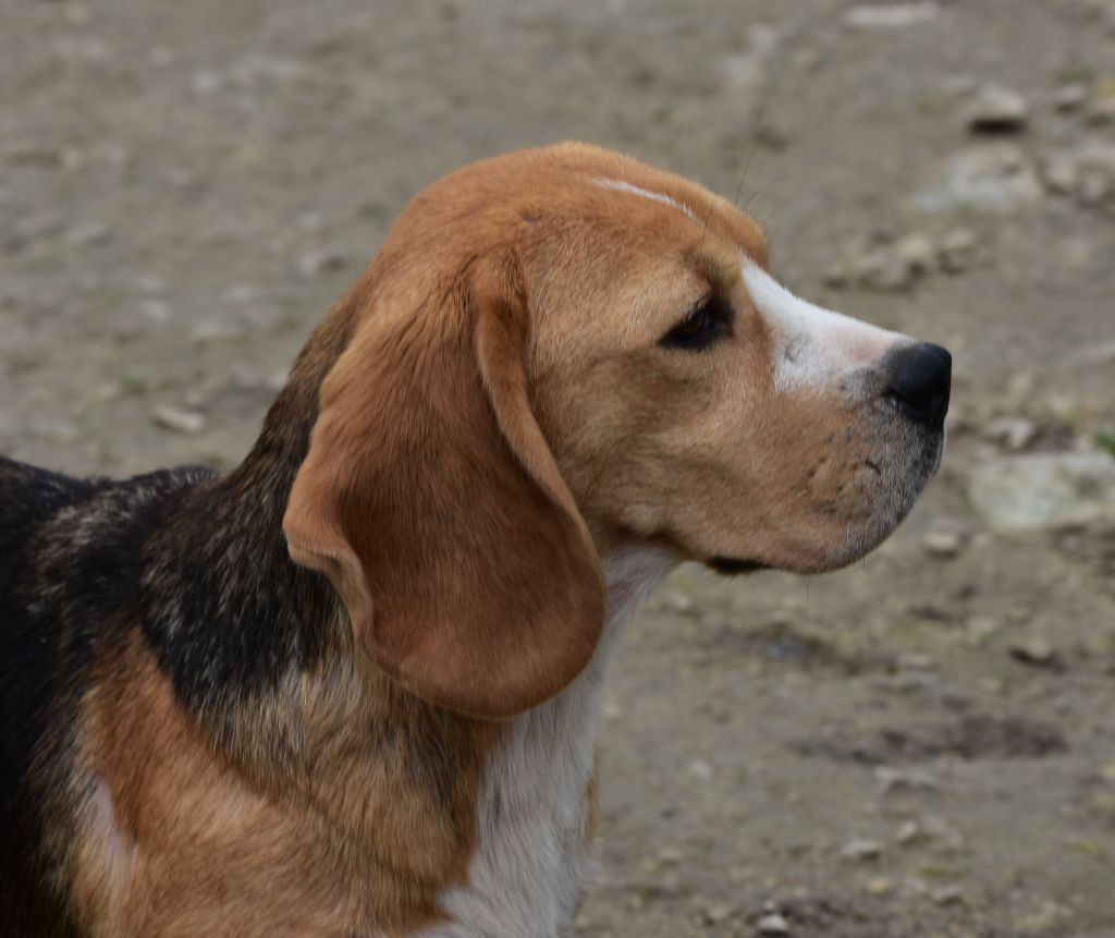 Publication : de la vallée du grand loup