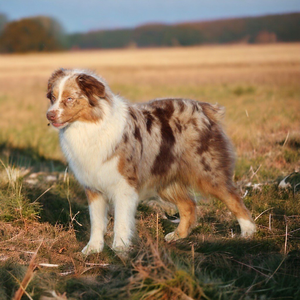 CH. Timmy de l’athenaide