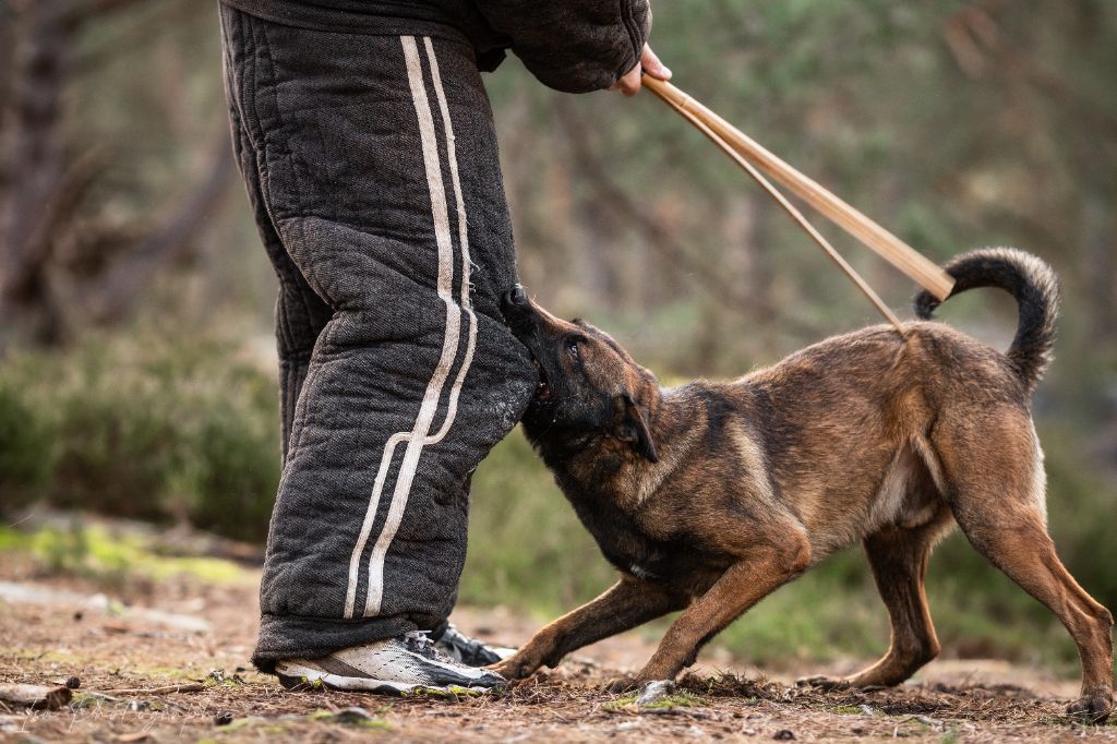 Socrates Des Garrigues de la Madeleine