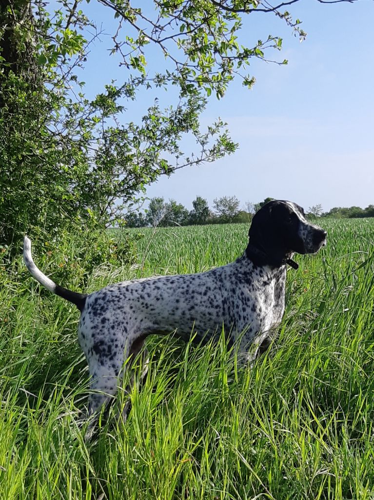 Publication : Du Domaine De L'Accroche Coeur Auteur : Mathieu Celine