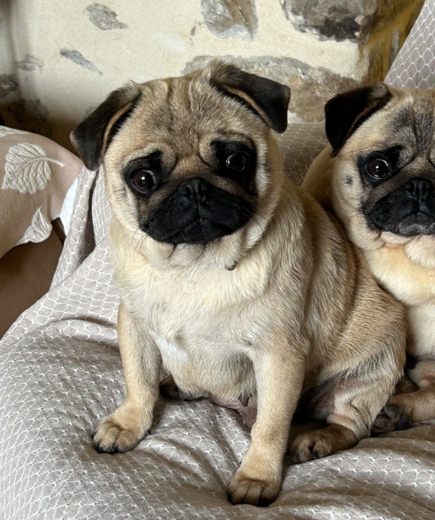 Publication : Du chevalier de saint maxime