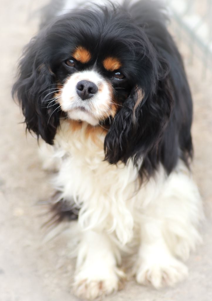 Publication : Du Désir Austral