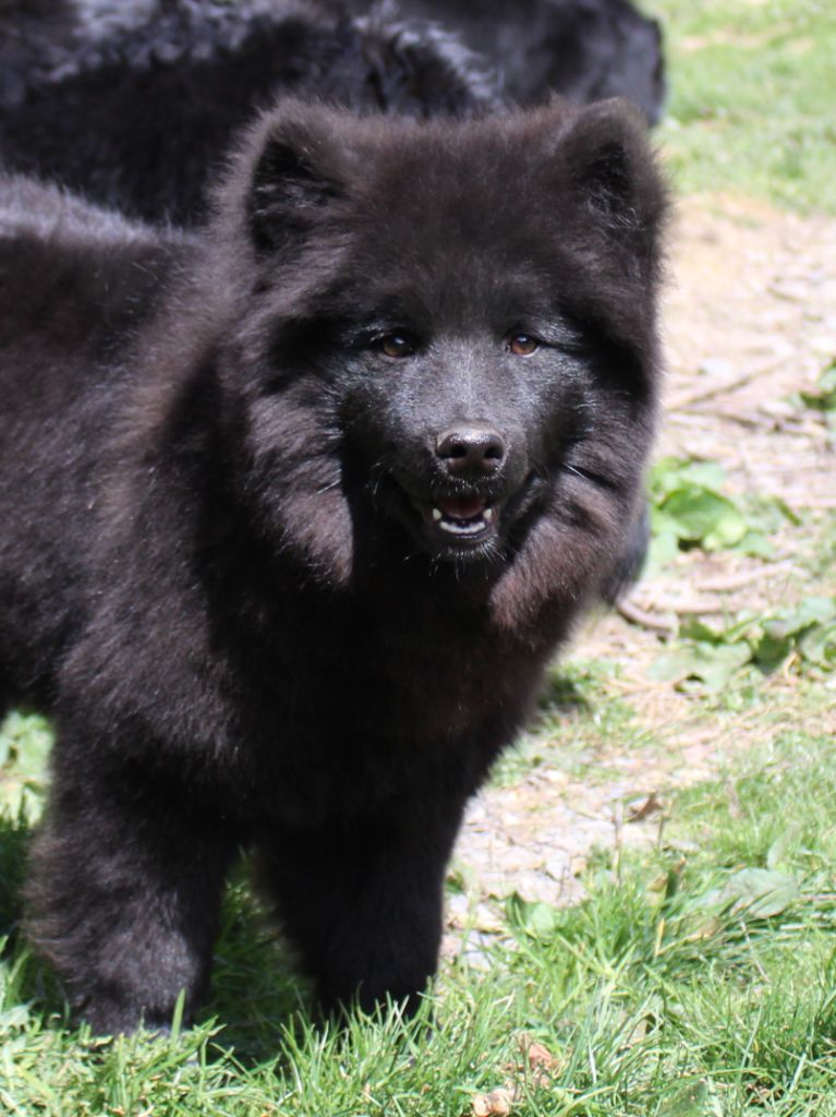 Publication : Laprenhund Auteur : LAPRENHUND KENNEL