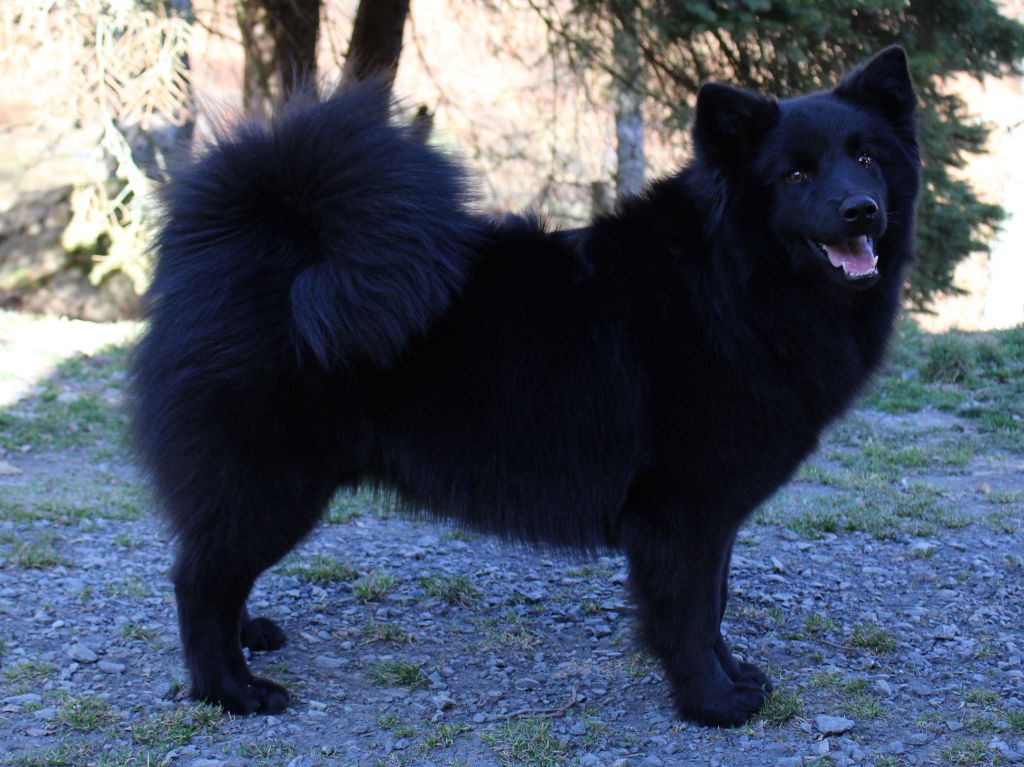 Publication : Laprenhund Auteur : Laprenhund kennel