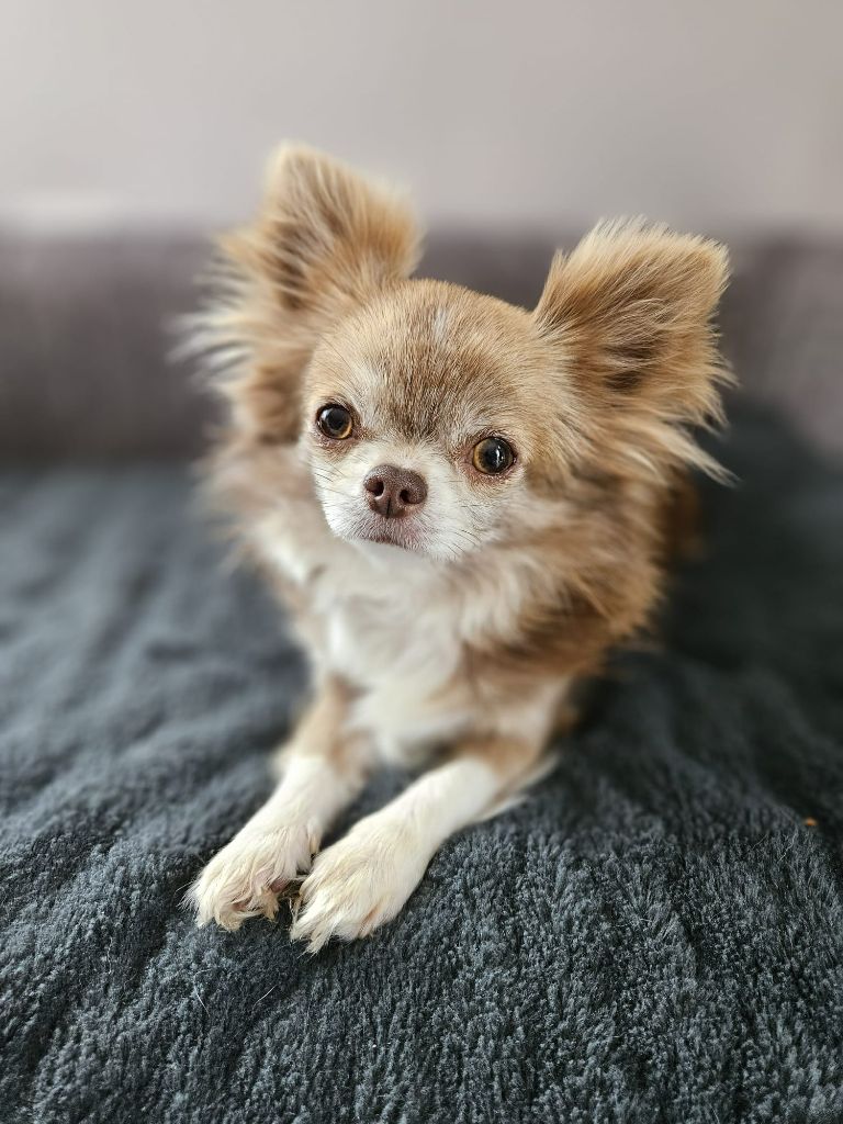 Publication : Du Domaine Des Grands Causses Auteur : Domaine des Grands Causses