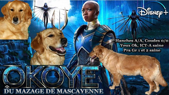 Okoyé Du mazage de mascayenne