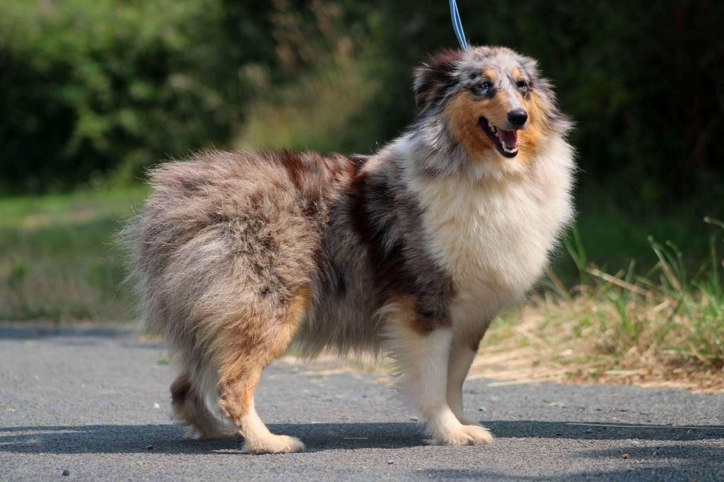 Publication : de l'Angelarde