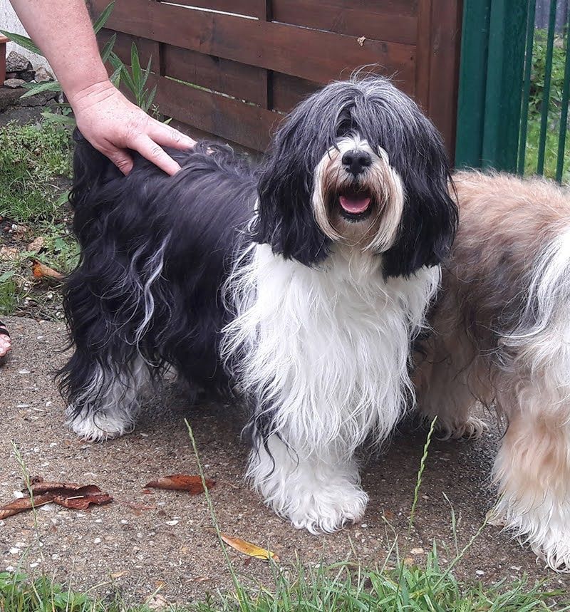 Publication : Du moulin de la durandière Auteur : Bernard
